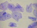 human cheek cells 400 x