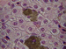 human liver cells 400 x