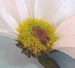 Florist's Mum,  Chrysanthemum morifolium, detail of flower head