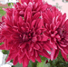 Florist's Mum,  Chrysanthemum morifolium