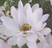 Florist's Mum,  Chrysanthemum morifolium,