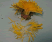 Dandelion, Taraxacum officinale, detail of head florets