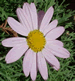 Chrysanthemum frutescens