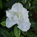 Azalea, Rhododendron sp.