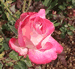Rose, Rosa sp.