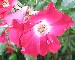 Wild Rose, Rosa californica