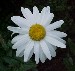 Shasta Daisy, Chrysanthemum maximum