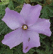 Blue Hibiscus, Alyogyne hyegelili